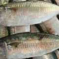 Penyakit yang Dapat Diredakan dengan Mengonsumsi Ikan Kembung